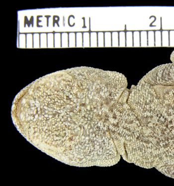 Media type: image; Herpetology R-22170